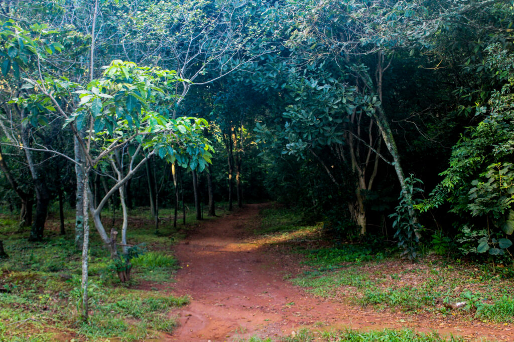 Bosque parque santa marta